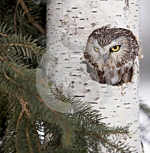 Northern Saw-Whet owl photo