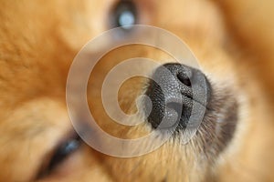 Close up image, nose pomeranian dog