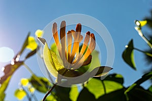 Close-up image of a orange Honeysuckle flower