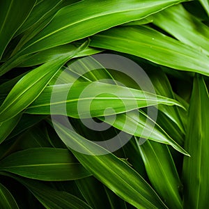 Close Up Image Of Organic Bamboo Leaf: Free Stock Photos And Vectors