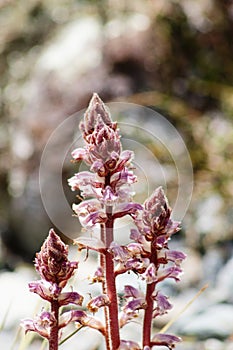 Close up image of Orobanche minor photo