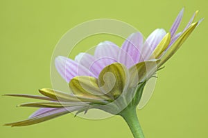 Close-up image of an Osteospermum `Pinks`