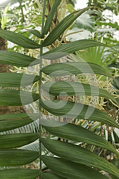 Close-up image of Pacaya palm leaves