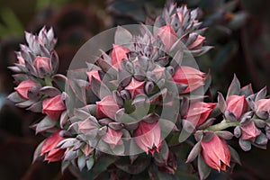 Close-up image of Painted frills echeveria
