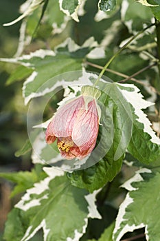 Close-up image of Painted mallow flower