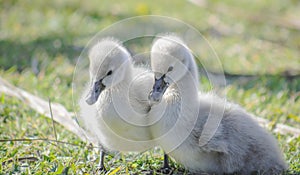 a pair of soft cute Black Swan Cygnets