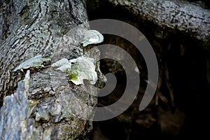 Fungus Growing on Weathered Tree Trunk in Forest Shade