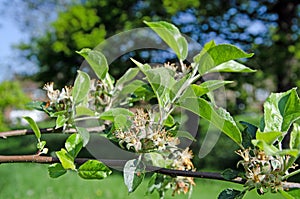 Close up image of paradise apple flowers