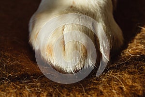 Close up image of a paw of dog on a plaid. Resting dog`s paw