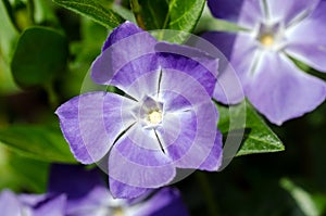 Vinca major