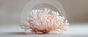 Close up image of a piece of light coral.