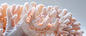 Close up image of a piece of light coral