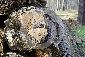 A close up image of a pile of lumber in the forest