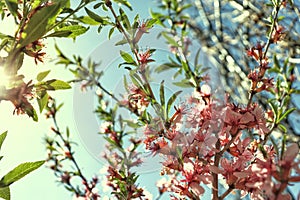 close-up image of pink almond flowers against a blue sky on a sunny day