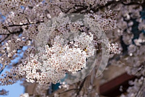 Close up image of pink cherry blossom tree in full bloom in South Korea