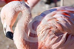 Close up image of pink gentle flamingo in sunlight. Beppu, Japan