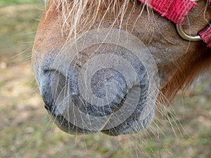 Close up image of a poney muzzle photo