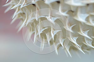 The close-up image of a pufferfish\'s spines highlights its formidable defense mechanism, designed to deter predators photo