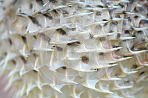 The close-up image of a pufferfish\'s spines highlights its formidable defense mechanism, designed to deter predators photo