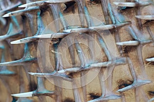 The close-up image of a pufferfish\'s spines highlights its formidable defense mechanism, designed to deter predators photo