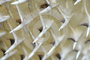 The close-up image of a pufferfish\'s spines highlights its formidable defense mechanism, designed to deter predators photo