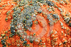 Texture of pumpkin covered with warts