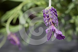 Close up image of purple butterfly lavender against green background