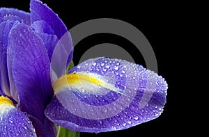 Close up image of purple iris on black