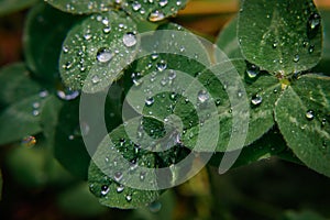 Close-up image of raindrops on three leaves clovers. Macro image green trefoil with drops of dew on petals. Saint patrick`s