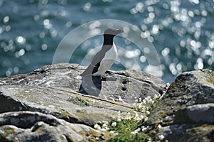 Close up image of razorblade bird standing at cliff