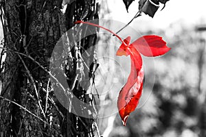 Close up image of red autum leaf and tree trunk. selective color