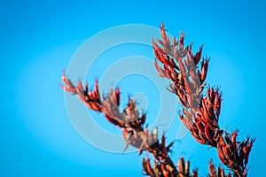 Red New Zealand Flax bush Flowers against bright blue sky