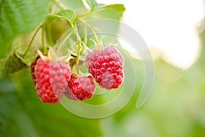 Red Ripe Raspberries Growing in the Garden