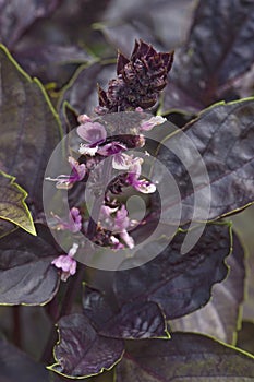 Close-up image of Red Rubin basil flowers