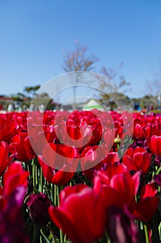 Close up image of red tulips flowers at Taean Flower Festival, South Korea