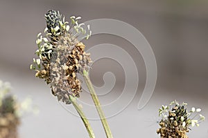 Close up image of ribwort plantain