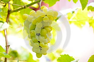 Close-up Image of Ripe Bunche of White Grapes on Vine
