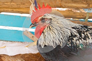 Close up image of a rooster