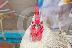 Close up image of a rooster
