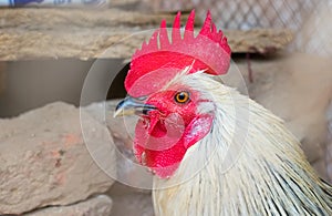 Close up image of a rooster
