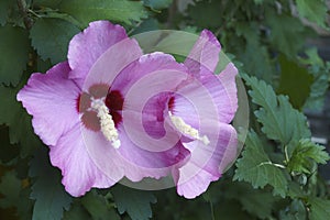 Close-up image of Rose of Sharon flowers