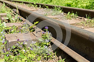 close up image of rusty rails of old abandoned railway in summer green forest.