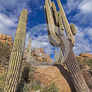 Close Up Image Of Saguaro Cactus In Arizona Desert