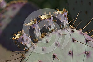 Close-up image of Santa Rita prickly pear cactus