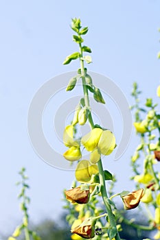 The close-up image of Scotch Broom flower Cytisus scoparius