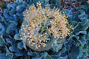 Close-up image of Sea Kale Crambe maritima at dawn on Rye Harbour Bird Reserve in East Sussex, England