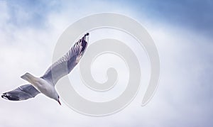A Seagull flying against a cloudy sky
