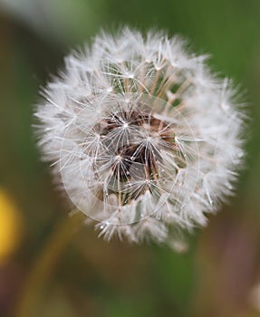 Close-up image of a seeding dandelion flower Taraxacum during a rainy summer day