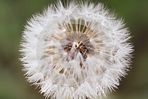 Close-up image of a seeding dandelion flower Taraxacum during a rainy summer day