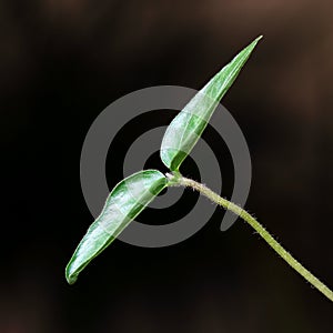 Close-up Image of Seedling illustrating Concept of Growth